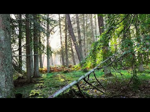 Dalguise Mountain Forest Walk, Scottish Countryside 4K