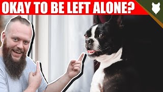 Can My BOSTON TERRIER Be Left Alone