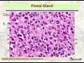 Pineal gland histology