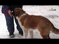 Сенбернар щенок ОКД, работа инструктора    обучение хозяйки дрессировке собаки