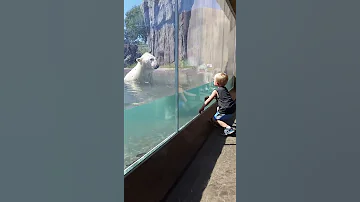 Polar bear tries to attack toddler thru glass!!