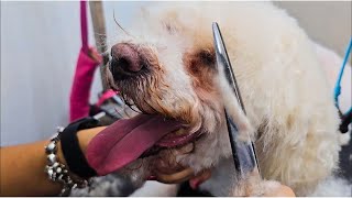 ❤ Full Grooming Transformation: Watch This Dog Go From Shaggy to Chic!