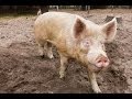 Don't Support Factory Farming: How to Raise Your Own Pigs For Meat