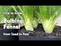 How to grow fennel from seed in containers  bulbing fennel or florence fennel