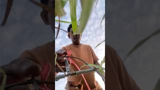 Catching mice and eating rice.#farming #shortvideo ##farmer #farmerslife #shorts