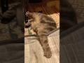 猫のことがより分からなくなる動画