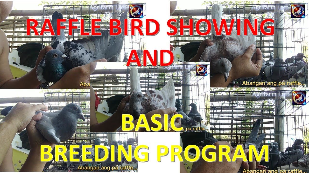 RAFFLE BIRD SHOWING AND BASIC BREEDING PROGRAM. KAYA SALI NA! - YouTube