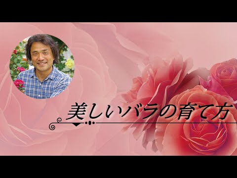美しいバラを育てるコツ 鉢増し 植え替え時のポイント 美しいバラの育て方 01 Youtube