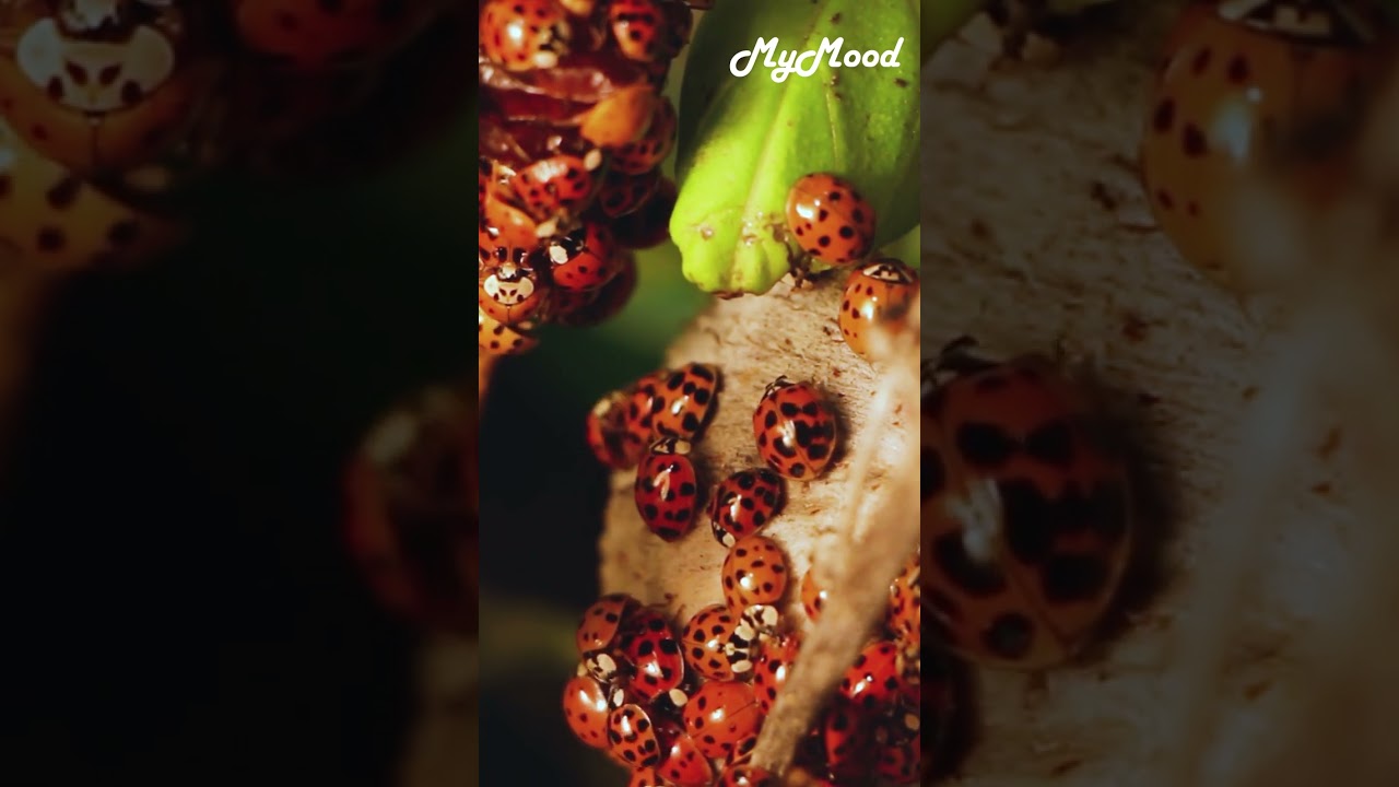 Relaxation Soothing Sleep music Insect | Relief | Stress free | Deep Sleep Relaxation