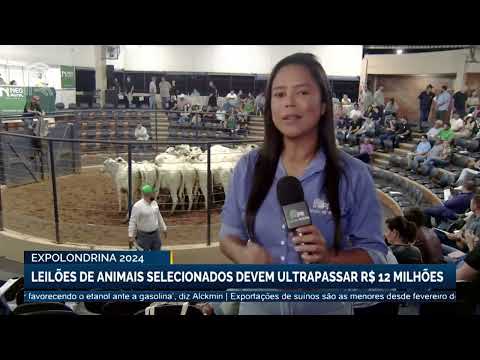 Expolondrina 2024: leilões de animais selecionados devem ultrapassar R$ 12 milhões | Canal Rural