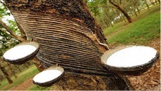 Amazing Asia Natural Rubber Farm  Rubber Harvesting and Processing