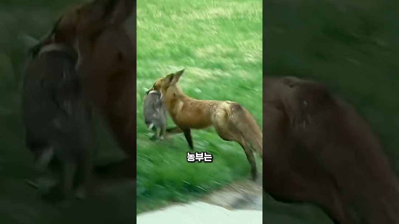 여우, 닭을 노리다 반전이 벌어졌습니다