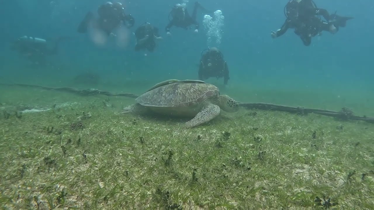 Skillpadde som gresser