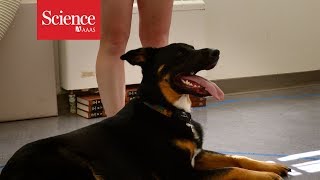 What makes dogs so friendly Study finds genetic link to super out-going people