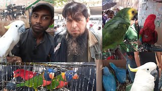lalukhet birds Market 2024 latest update of Exotic Parrot Baby price 21 April || Sunday birds bazaar