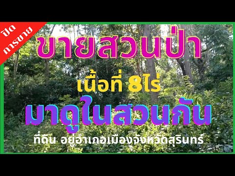 ขายที่ดิน สวนป่า เนื้อที่ประมาณ8ไร่ จังหวัดสุรินทร์ ราคา 2,100,000เจ้าของขายเอง #ที่ดิน #ขายที่ดิน