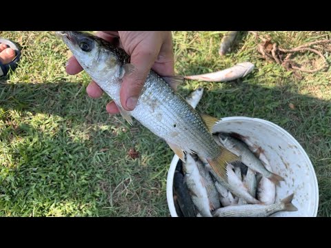 თევზაობა ფოთის ბომბორა კეფალზე