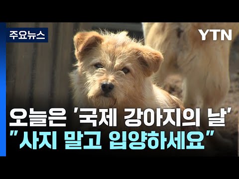 오늘은 &#39;국제 강아지의 날&#39;...&quot;사지 말고 입양하세요&quot; / YTN