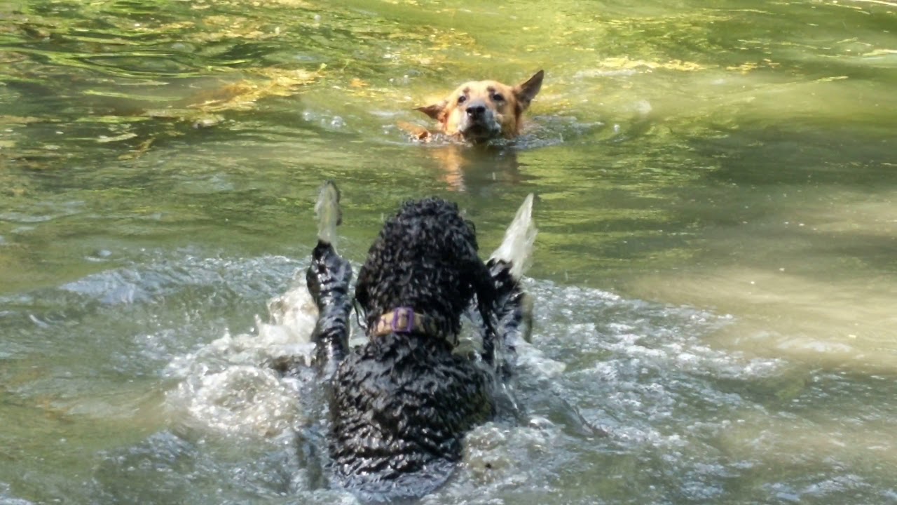 Daisy's first day of swimming. Bernedoodle - YouTube