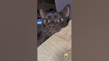 Thumbnail of Funny Cat Videos 😂 #funny #cat #funnycats