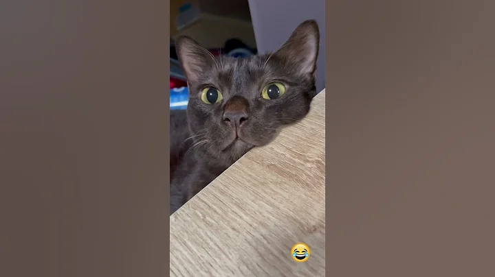 Funny Cat Videos 😂 #funny #cat #funnycats