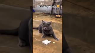 cat funny comedy videos🐱cat #catvideos #funny #catmemes #comedy #cats #funnycats #comedycats #reels