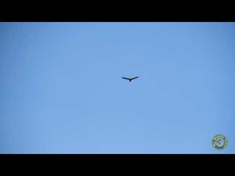 Golden Eagle Thermal Soaring: Boulder Colorado