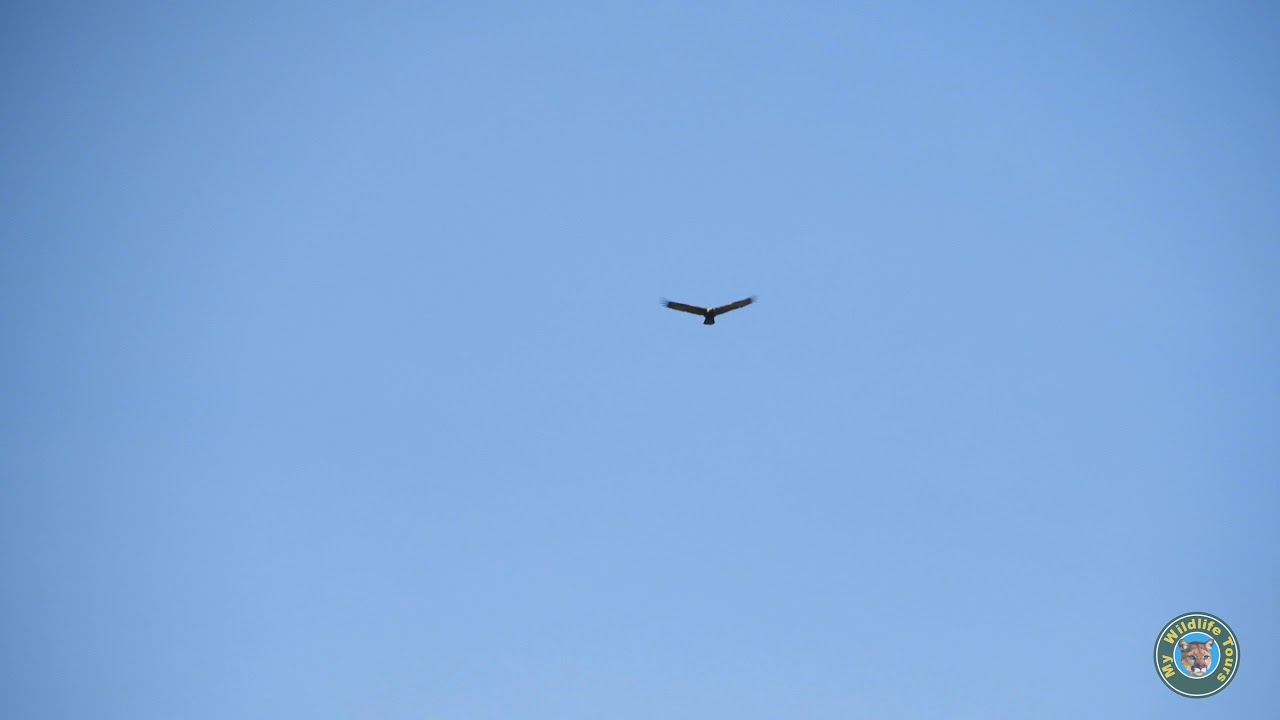 video phone beyonce mp3 Golden Eagle Thermal Soaring: Boulder Colorado