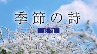 【聖教新聞】季節の詩 愛知 輝くユキヤナギ