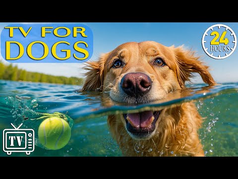 24 Hours Of Fun x Dog Tv: Prevent Anxiety x Boredom With Videos For Dogs Calming Music For Dogs