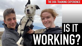 How I’m Training My Dog To Stop Being Crazy !