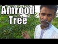 Amrood Tree Complete Information (best khaad for guava )