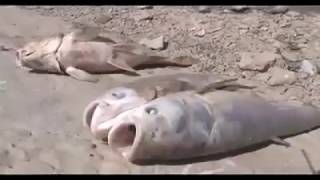 В Самаркандской области погибли десятки тонн рыбы