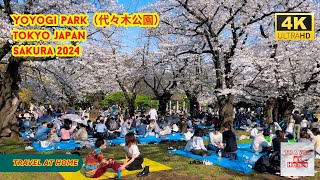 4k hdr japan travel 2024 | Cherry blossoms in Yoyogi Park（代々木公園）Tokyo  |  Best sakura viewing place