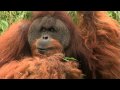 Butch the Orangutan-Cincinnati Zoo