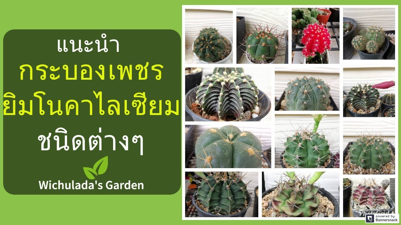 Cactus Names With Picture Gymnocalycium 🌵 ชื่อ กระบองเพชร ยิมโนคาไลเซียม สายพันธุ์ต่างๆที่น่าสนใจ