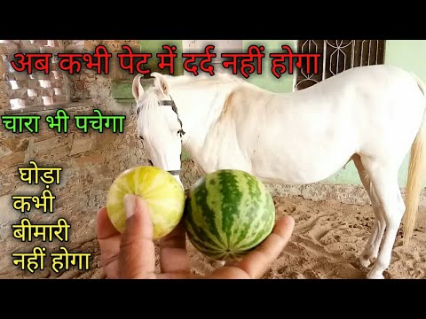 वीडियो: कैसे बताएं कि क्या कोई घोड़ा दर्द में है