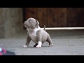 CHAMPAGNE MALE FOR SALE .AMERICAN BULLY POCKET