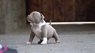 CHAMPAGNE MALE FOR SALE .AMERICAN BULLY POCKET