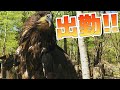 開園直後の貴重な動物たちの出勤シーン！ハクトウワシの出勤がすごすぎた Animal attendance scene