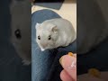 急になんです#hamster #ハムスター #ハムスターのいる生活 #小動物 #かわいい