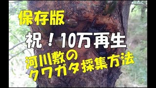 クワガタ採集　河川敷のクワガタ採集方法