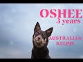※ Oshee ~ Australian Kelpie ※ の動画、YouTube動画。
