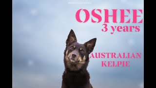 Oshee Australian Kelpie