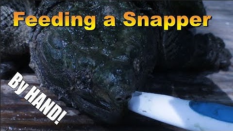 Hand Feeding a Snapping Turtle! :-0