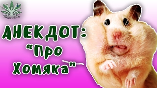 АНЕКДОТ ПРО ХОМЯКА... Юмор АНЕКДОТ ПРО ХОМЯКА... Юмор