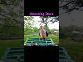 Mourning Dove
