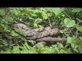 Congaree National Park 6.14.25