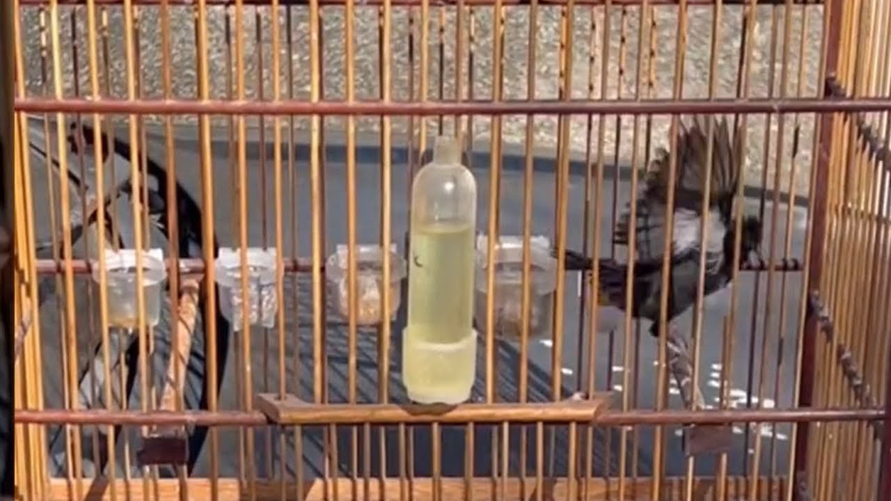 Tiziu feito cantando com ódio pra esquentar e treinar seu tiziu