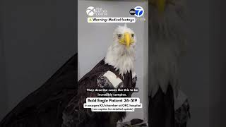 Big Bear bald eagle Jackie shows improvement after weekend setback